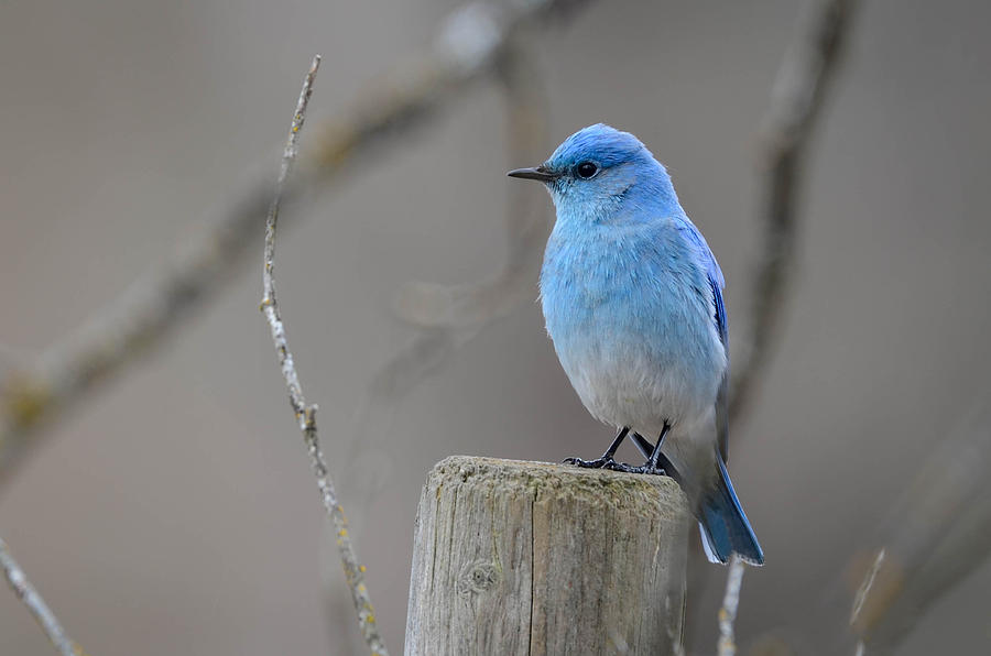 Mountain Bluebird  Photograph by Joy McAdams