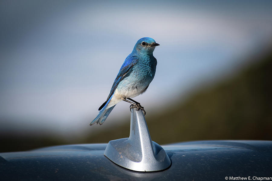 Mountain Bluebird by Matthew Chapman Mountain Bluebird by Matthew Chapman