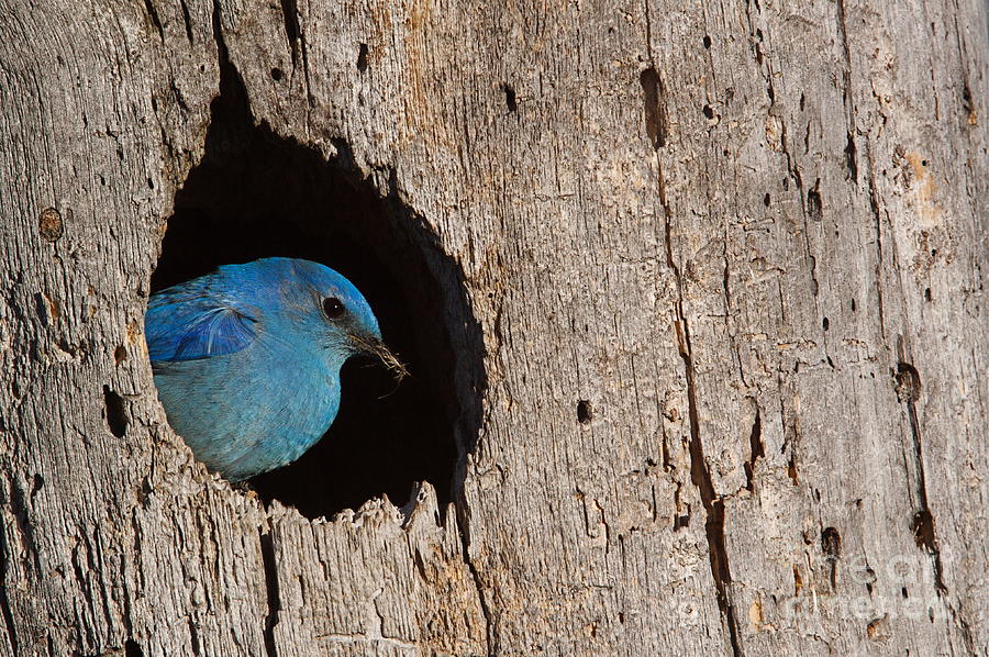 Mountains Photograph - Mountain Bluebird Sialia Currucoides by Tom Reichner Mountains Photograph - Mountain Bluebird Sialia Currucoides by Tom Reichner