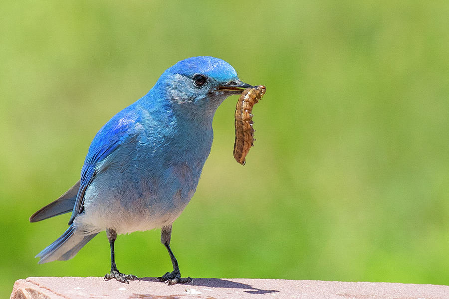 Mountain Bluebird with a Feast Photograph by Lowell Monke