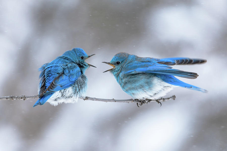 Mountain Bluebirds on a Snowy Day Photograph by Gary Kochel