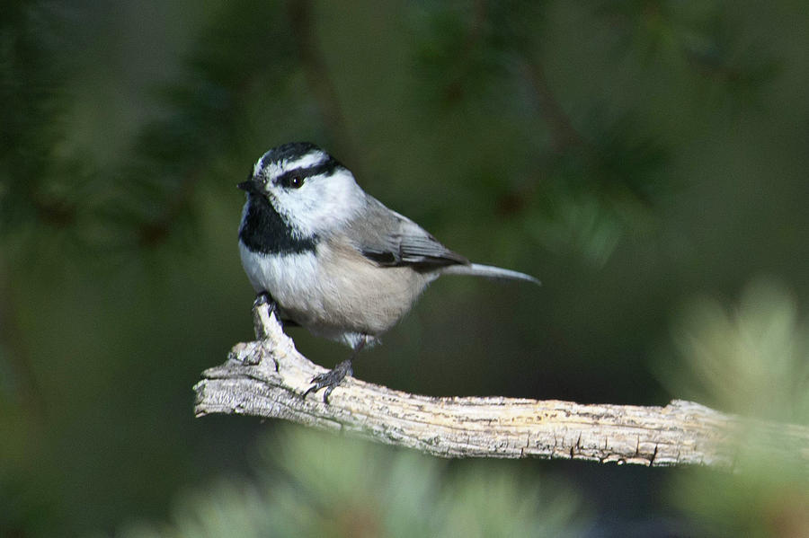 Mountain Chickadee at Attention Photograph by Cascade Colors