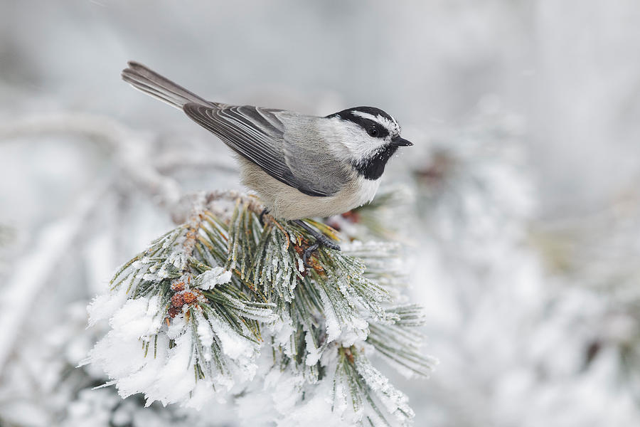 Mountain Chickadee Poecile Gambeli Photograph by James Zipp - Pixels