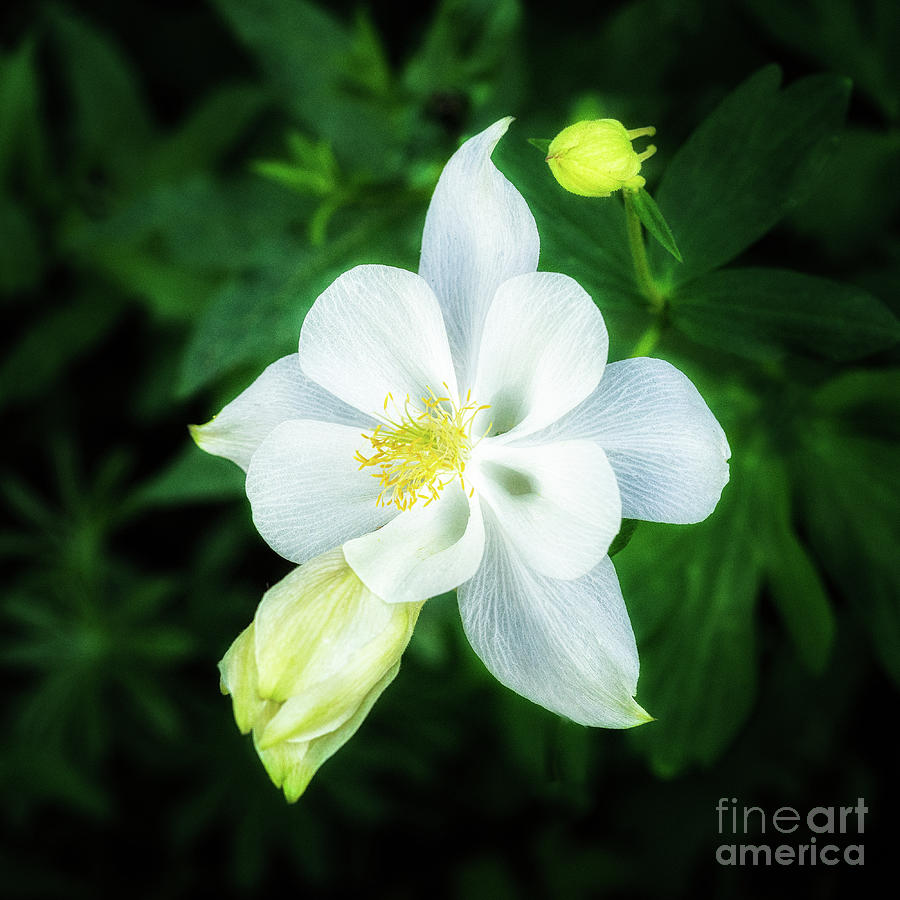 Mountain Columbine Photograph by Roxie Crouch