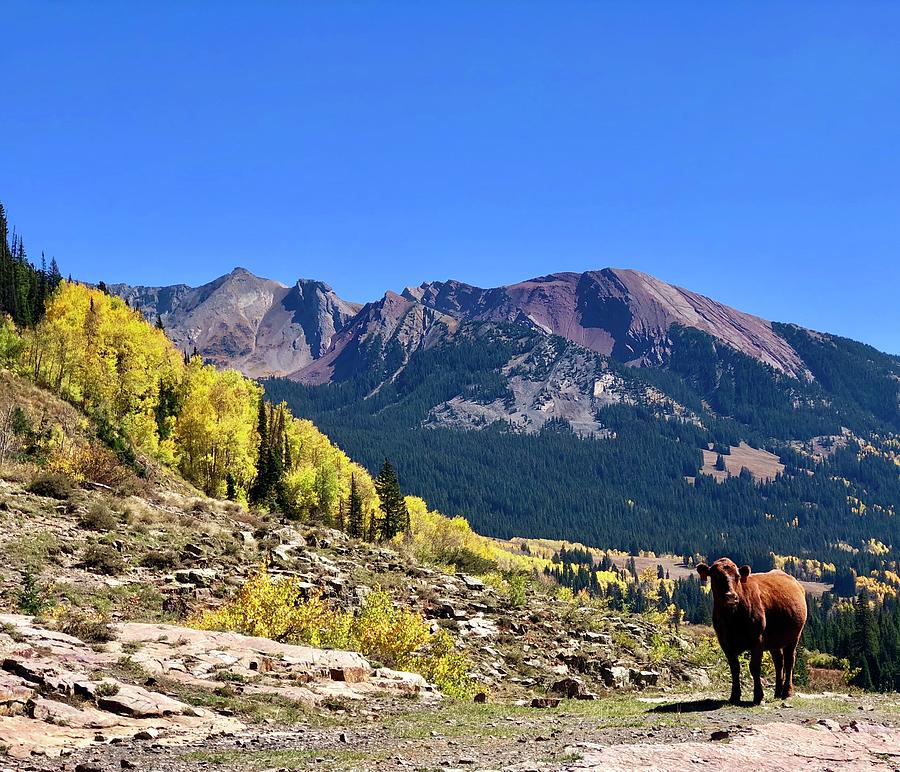 Mountains Photograph - Mountain Cow by Lori J Welch Mountains Photograph - Mountain Cow by Lori J Welch