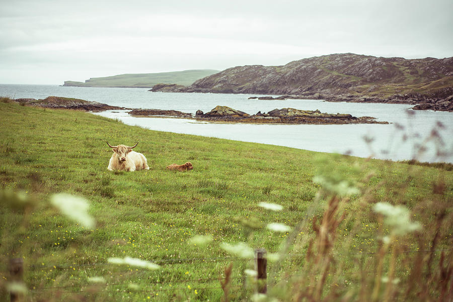 Mountain Photograph - Mountain Cow With Baby Calf Sleeps In Grass By The Ocean In Scotland by Cavan Images