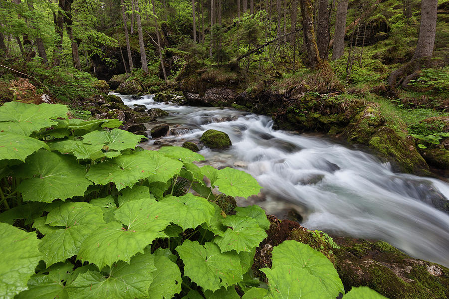 Mountain Creek In Hartelsgraben Woods In Spring With Plants In The Foreground, Gesaeuse National Park, Ennstal Alps, Styria, Austria Photograph by Tobias Richter