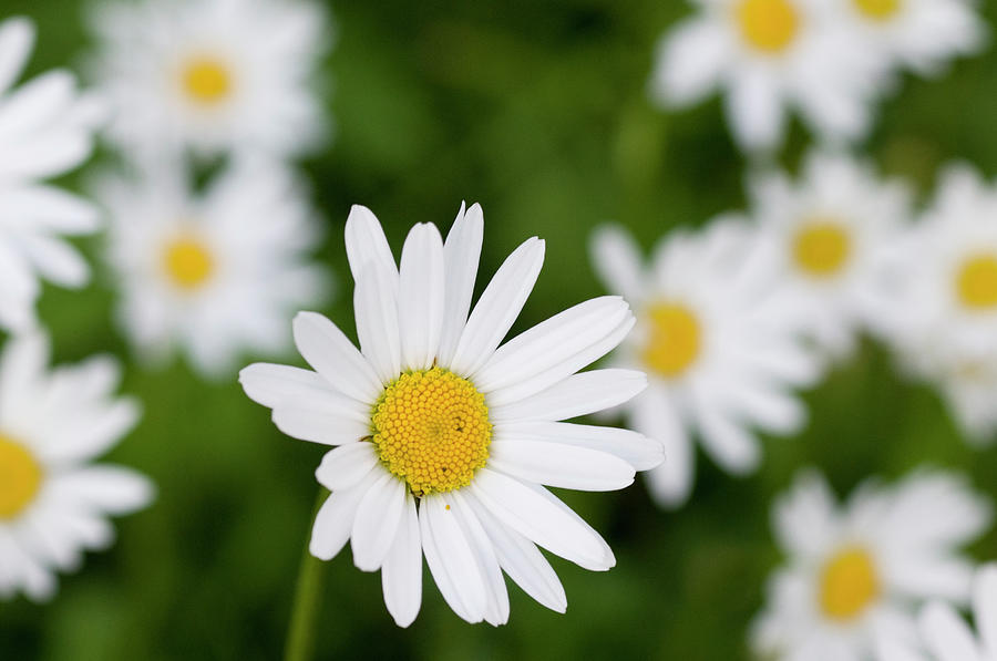 Mountain Daisy Flowers, Liechtenstein, July Photograph by Wild Wonders ...