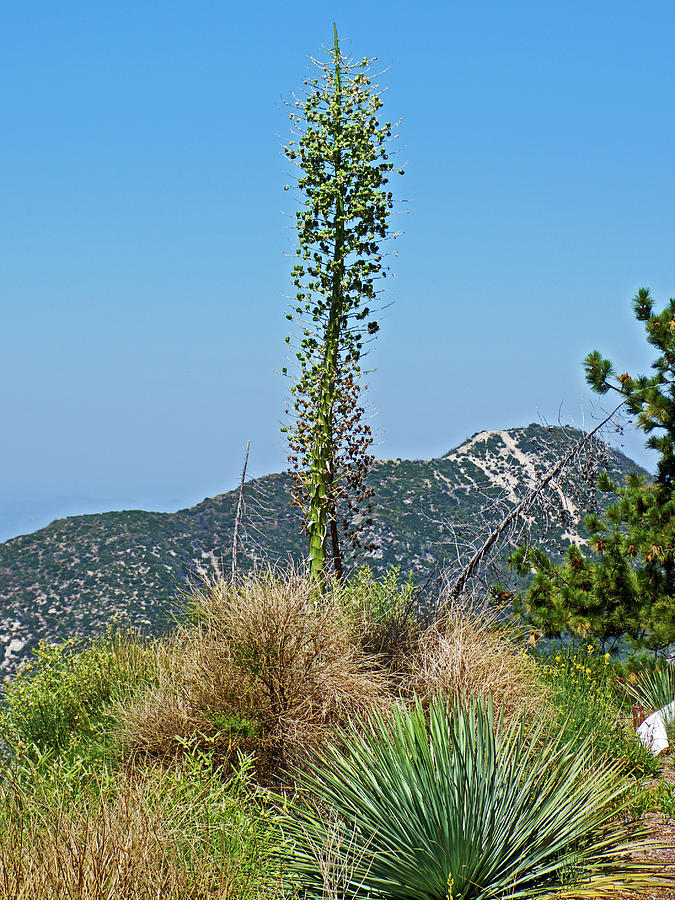 Mountain Desert Plants from Mount Wilson Road off Angeles