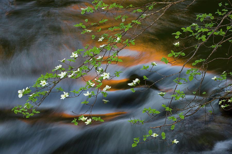 Mountain Dogwood And Merced River Photograph by Jeff Foott
