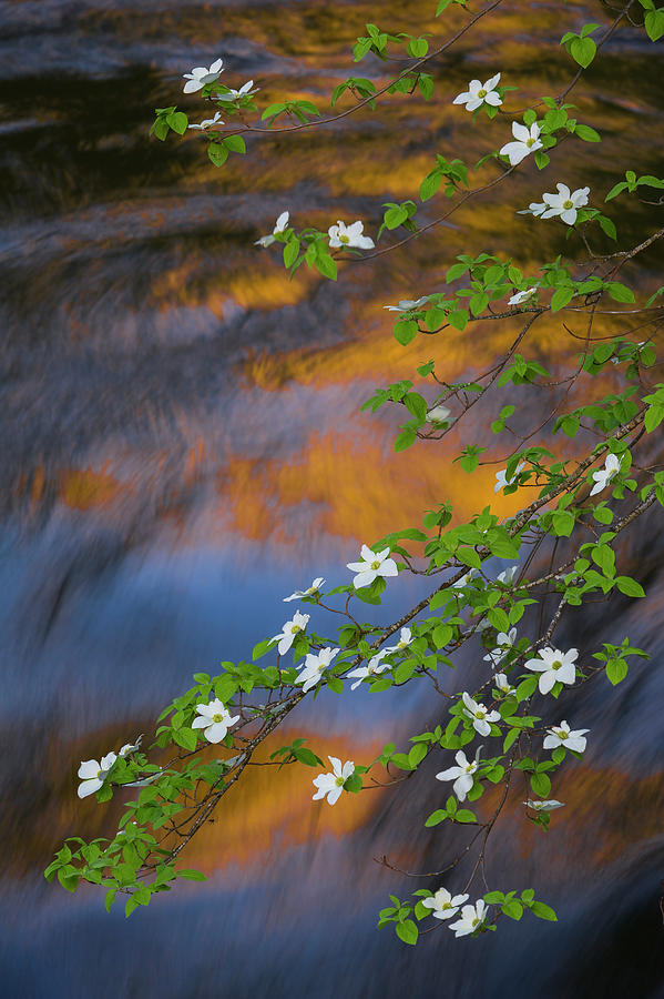 Mountain Dogwood Relection Photograph by Jeff Foott