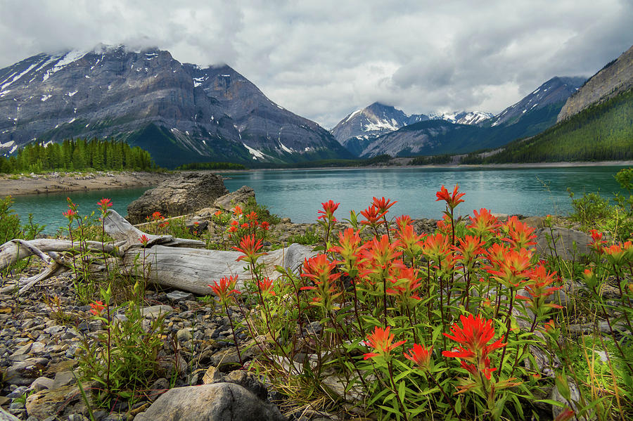 mountain flora by David Brookwell mountain flora by David Brookwell