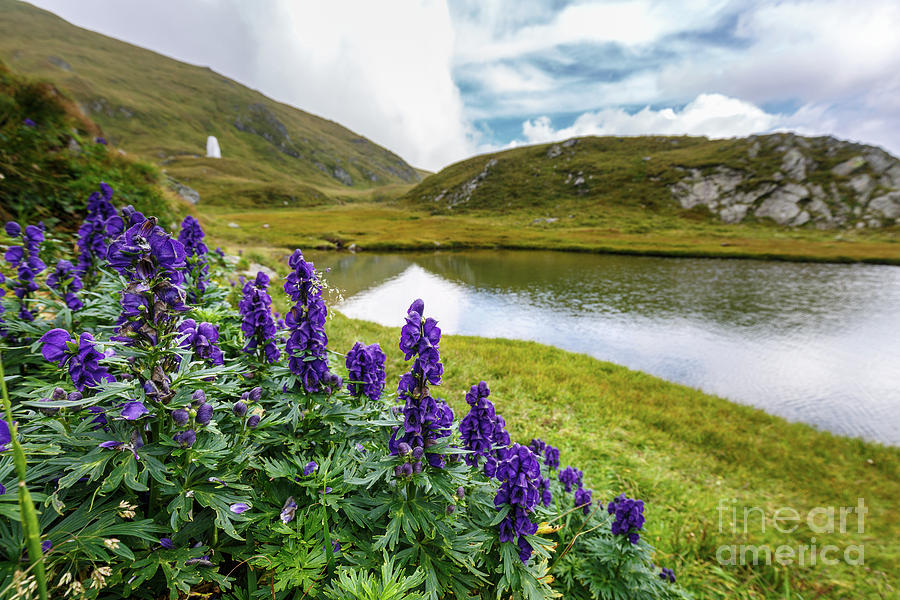 Mountain flowers by a glacial lake Photograph by Ragnar Lothbrok