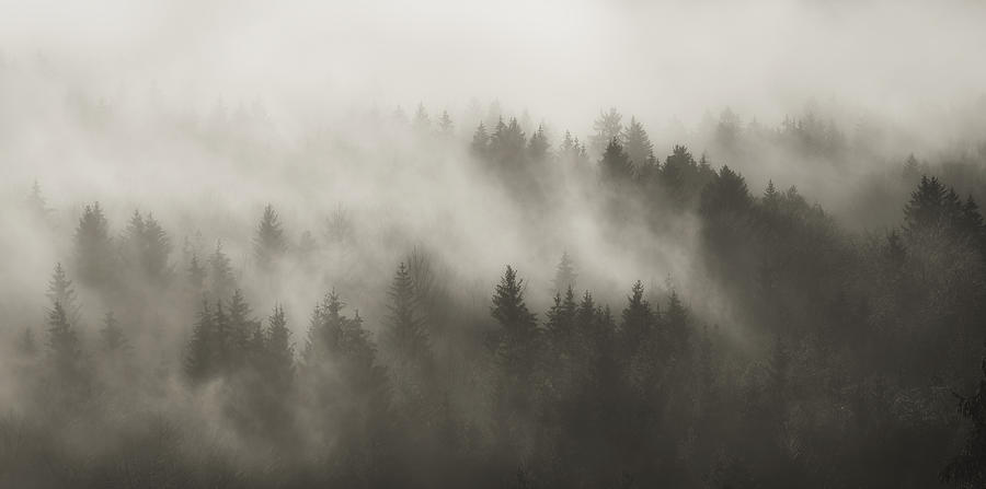 Mountain Forest In A Dense Morning Fog Photograph by Norbert Maier