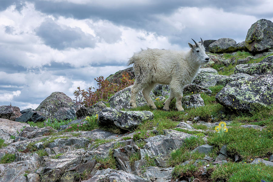 Mountain Goat 3 Photograph by Kent Nancollas