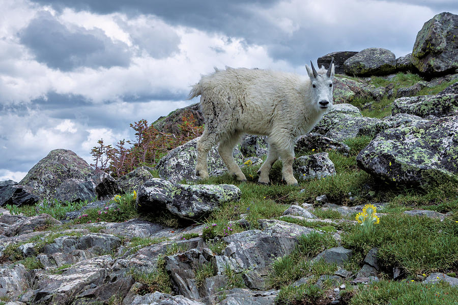 Mountain Goat 4 Photograph by Kent Nancollas