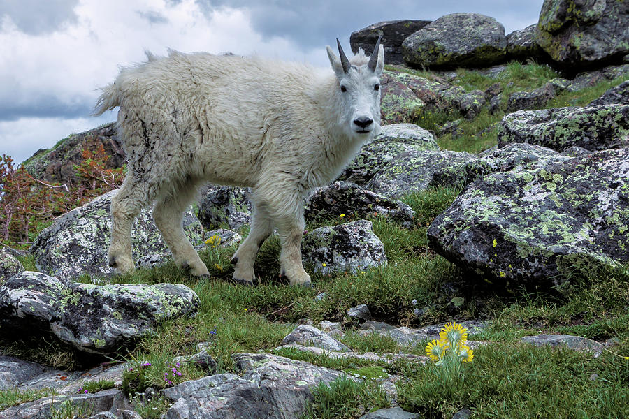 Mountain Goat 4c Photograph by Kent Nancollas