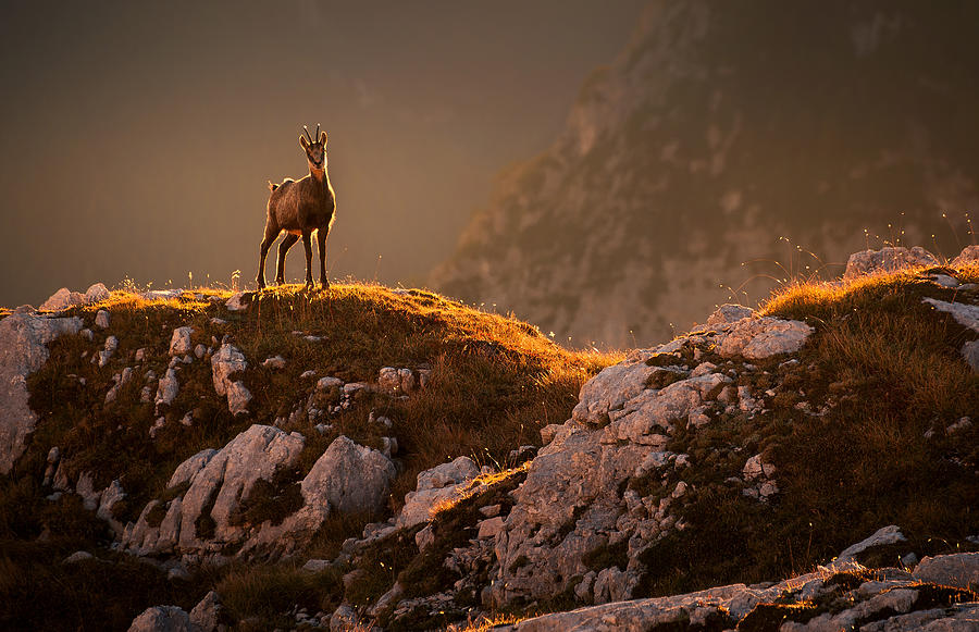 Wildlife Photograph - Mountain Goat by Ales Krivec