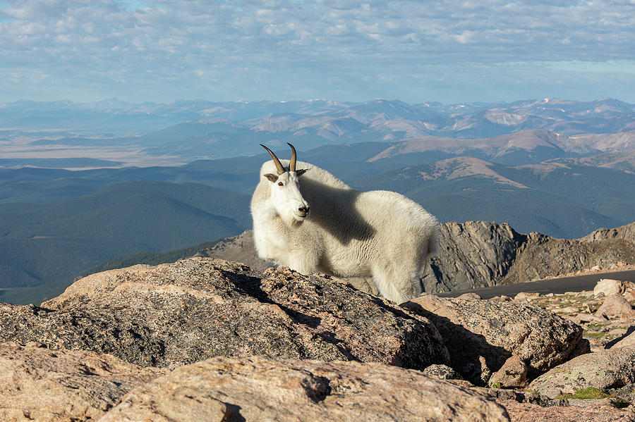 Mountain Goat and the Rockies Photograph by Tony Hake