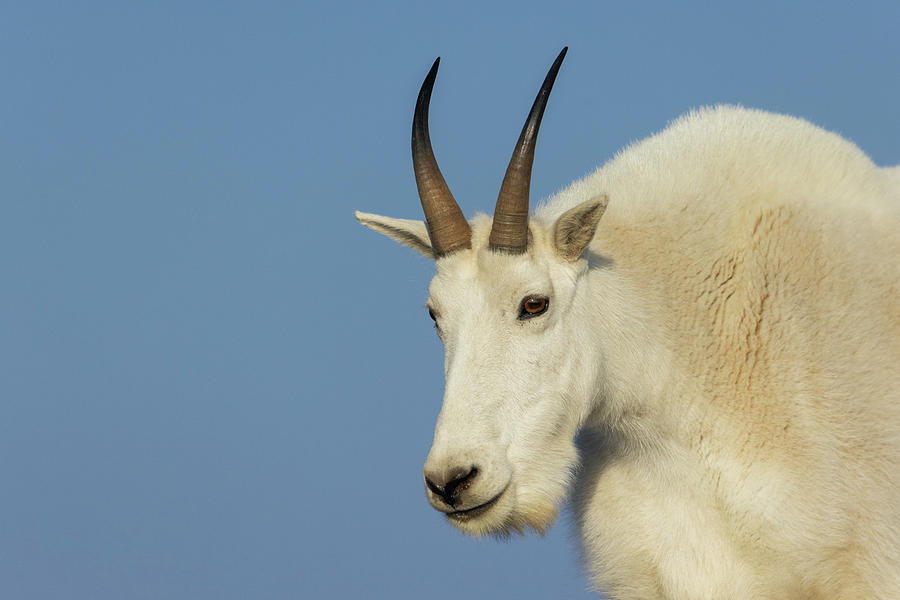Portrait Photograph - Mountain Goat Billy by Ken Archer