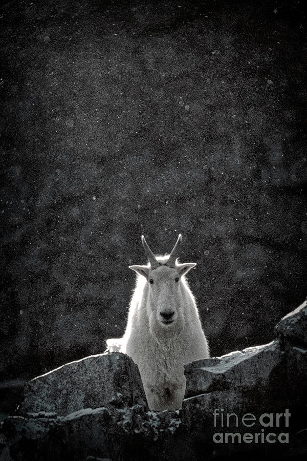 Mountain Goat by Brad Allen Fine Art Mountain Goat by Brad Allen Fine Art