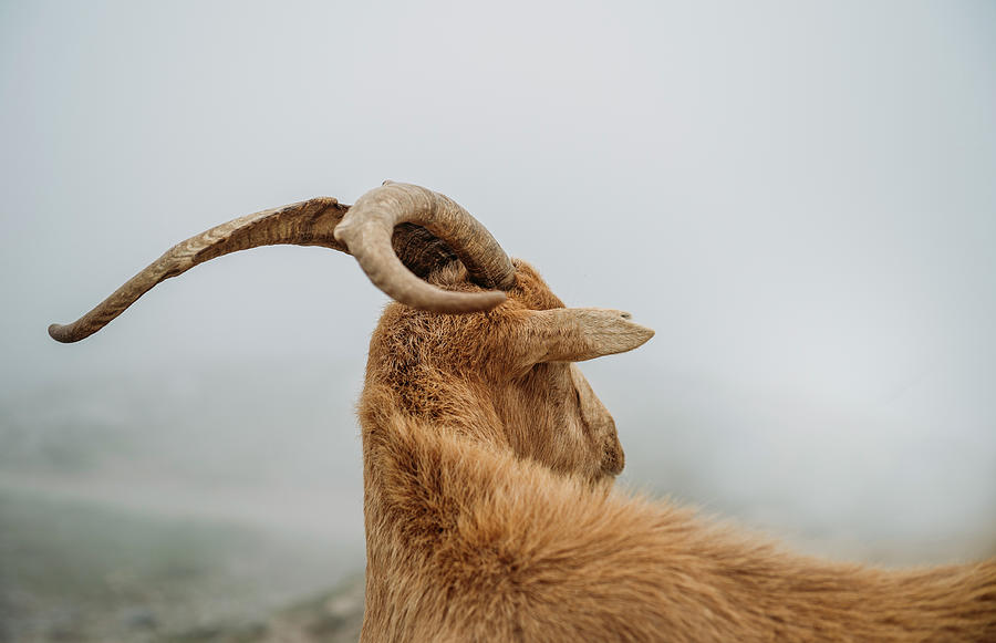 Nature Photograph - Mountain Goat From Asturias Spain. by Cavan Images