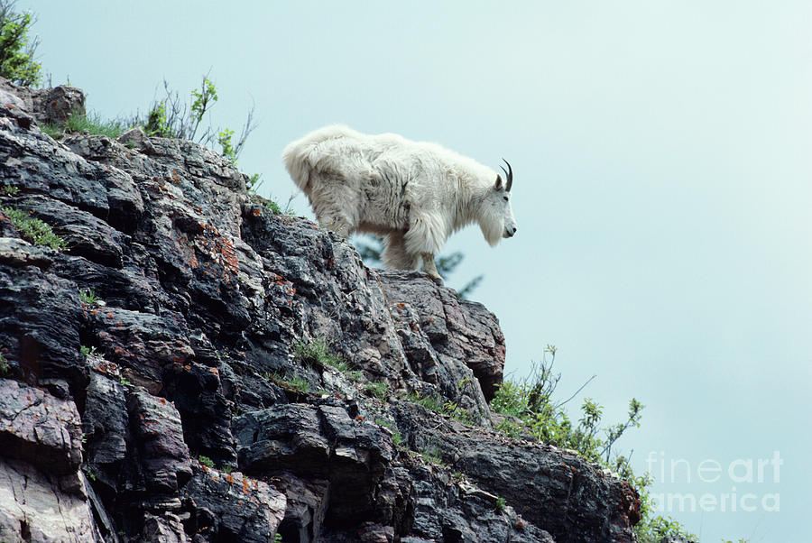 Mountain Goat Photograph by George Post/science Photo Library
