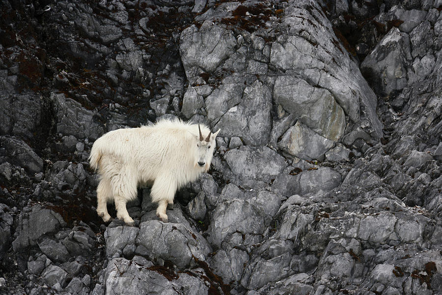 Mountain Goat, Glacier Bay National Photograph by Mint Images/ Art Wolfe