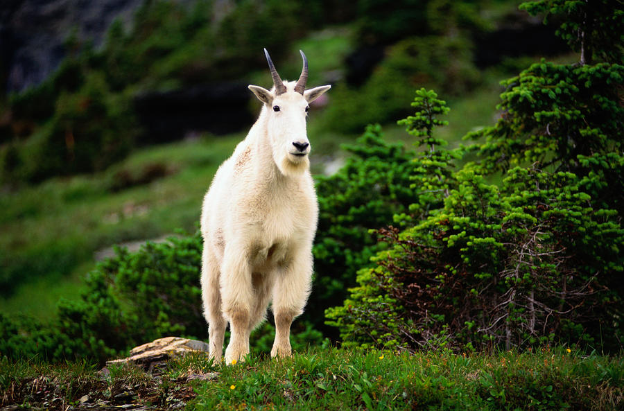 Mountain Goat, Glacier Nat. Park Photograph by Art Wolfe