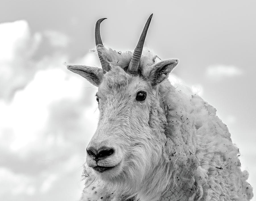 Mountain Goat in Black and White 14x11 Photograph by Mindy Musick King