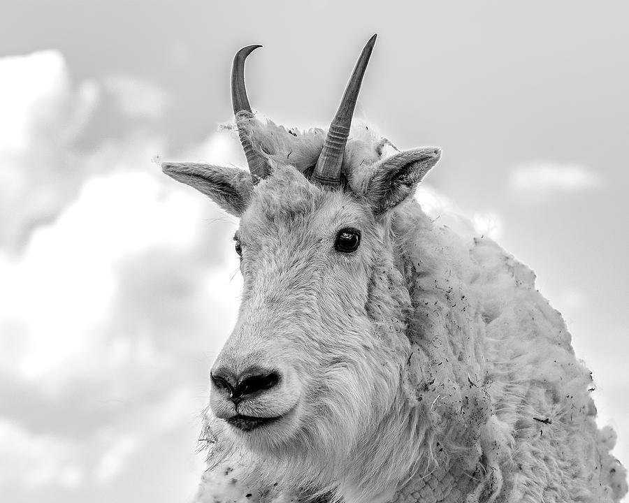 Mountain Goat in Black and White 8x10 Photograph by Mindy Musick King