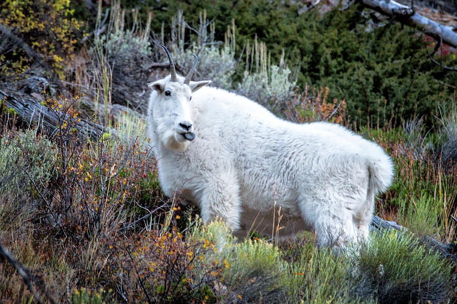 Mountain Goat in Yellowstone 1 Photograph by Alex Mironyuk