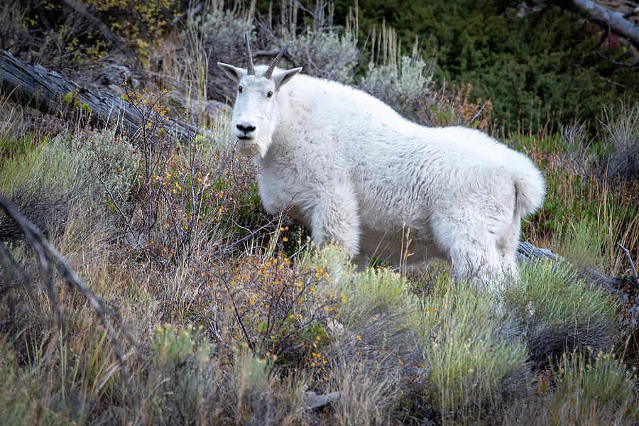 Mountain Goat in Yellowstone Photograph by Alex Mironyuk