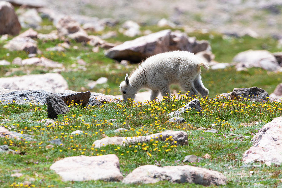 Mountain Goat Kid and Wildflowers on Mount Evans Colorado Photograph by Steven Krull