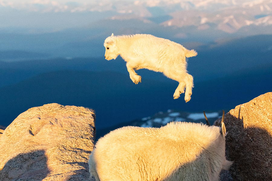 Mountain Goat Kid Tries to Fly Photograph by Tony Hake