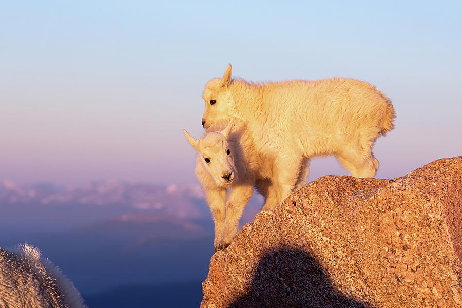 Mountain Goat Kids Fight for a Spot Photograph by Tony Hake