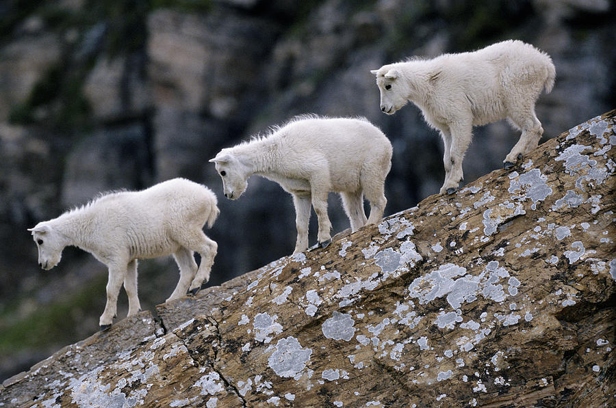 Mountain Goat Kids Oreamnos Americanus Photograph by Art Wolfe