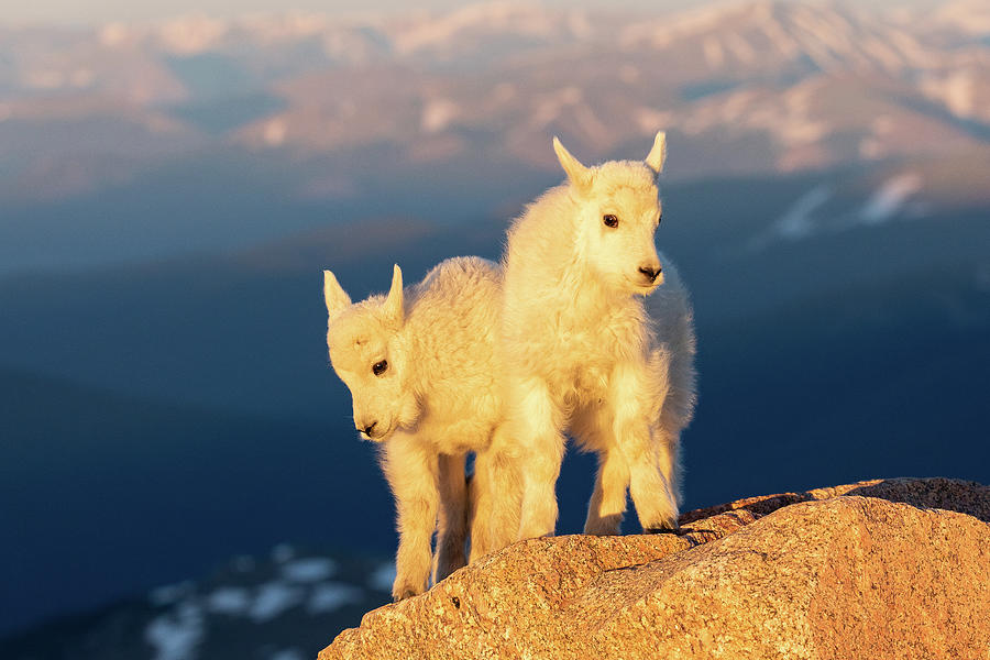 Mountain Goat Kids Pose in the Early Morning Sun Photograph by Tony Hake