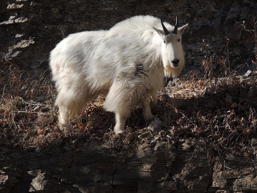 Mountain Goat Photograph by Marion Muhm - Fine Art America