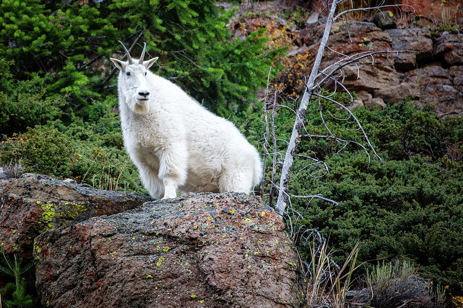 Mountain Goat on the rock in Yellowstone Park Photograph by Alex Mironyuk