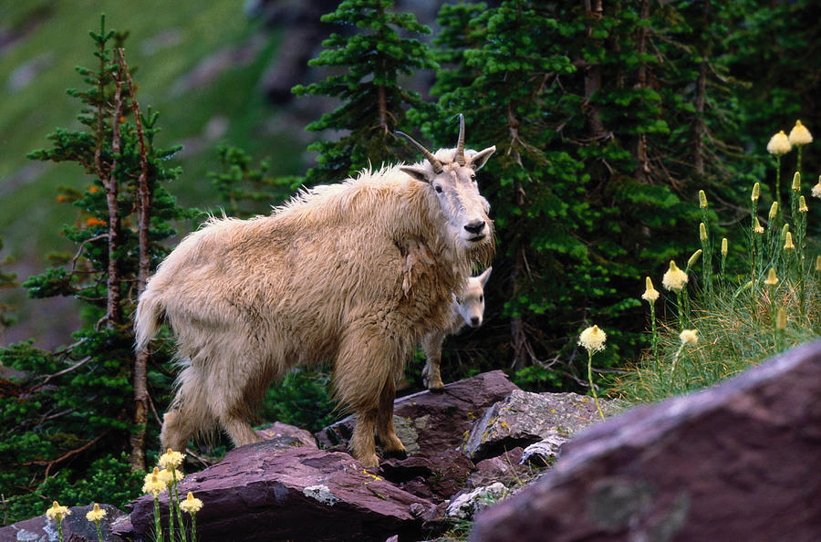 Mountain Goat Oreamnos Americanus Photograph by Art Wolfe