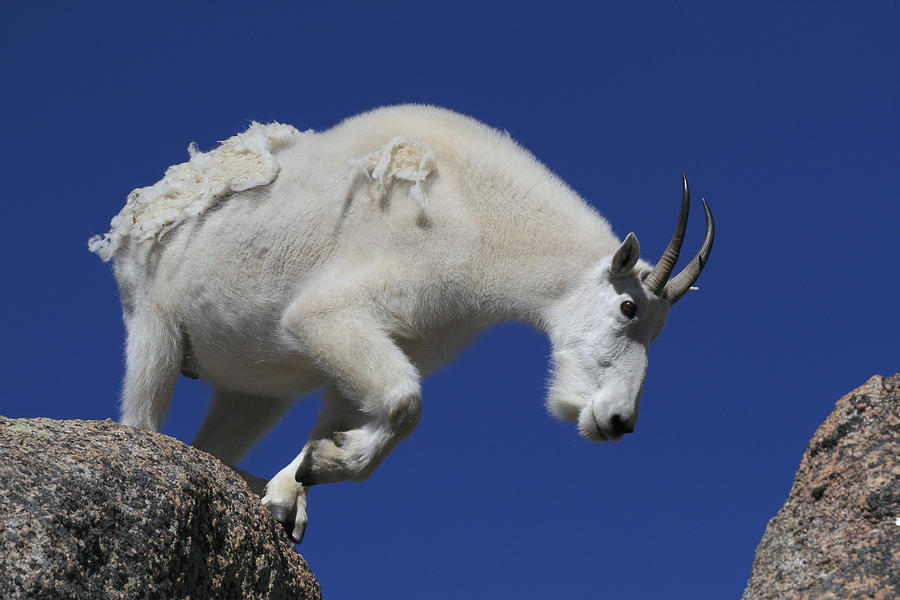 Mountain Goat Oreamnos Americanus Photograph by John Kieffer