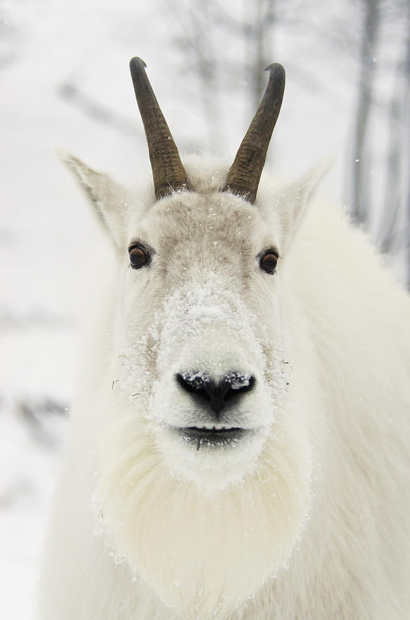 Mountain Goat Oreamnos Americanus Photograph by Mark Newman / Design Pics