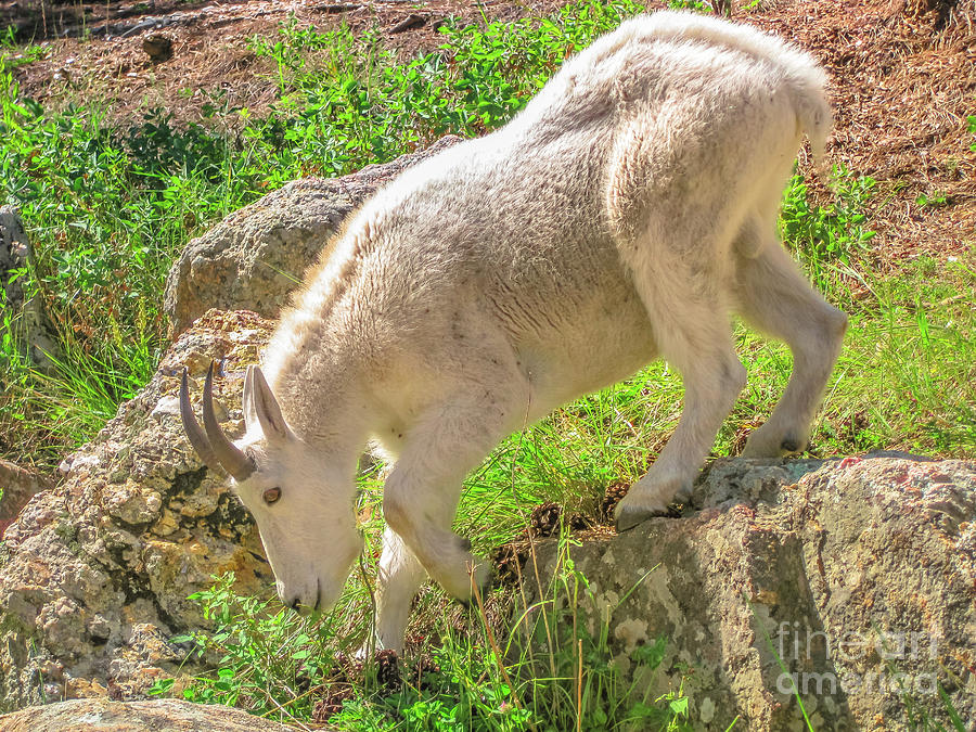 Mountain Goat South Dakota Photograph by Benny Marty
