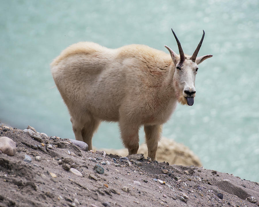 Mountain Goat sticking tongue out at the Goat Lick Overlook Banff Icefields Parkway Photograph by Toby McGuire