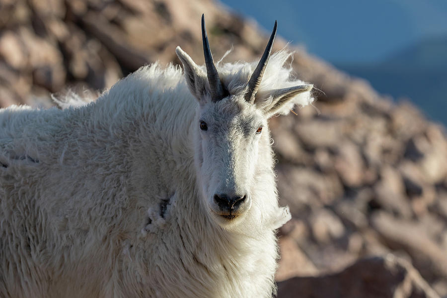Mountain Goat Strikes A Pose Photograph