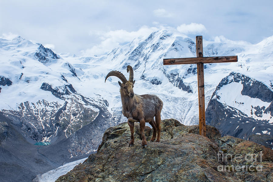 Symbol Photograph - Mountain Goat The Symbol Of Switzerland by Rusinka
