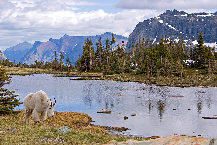 Mountain Goat Photograph by Wweagle