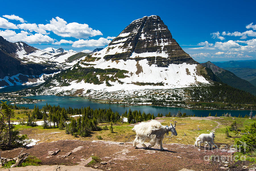 Serenity Photograph - Mountain Goats And Hidden Lake Glacier by Pung