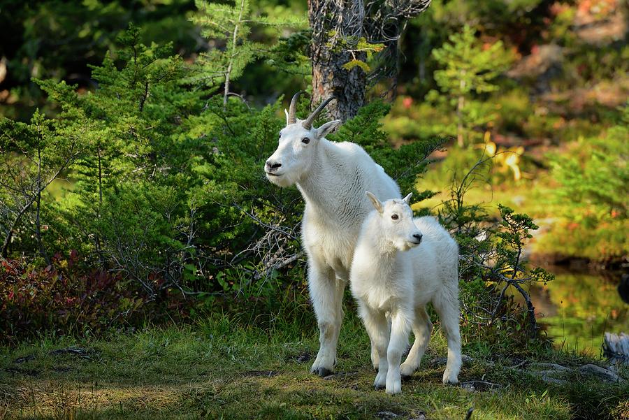 Mountain Goats At Blue Lake, Washington Digital Art by Heeb Photos